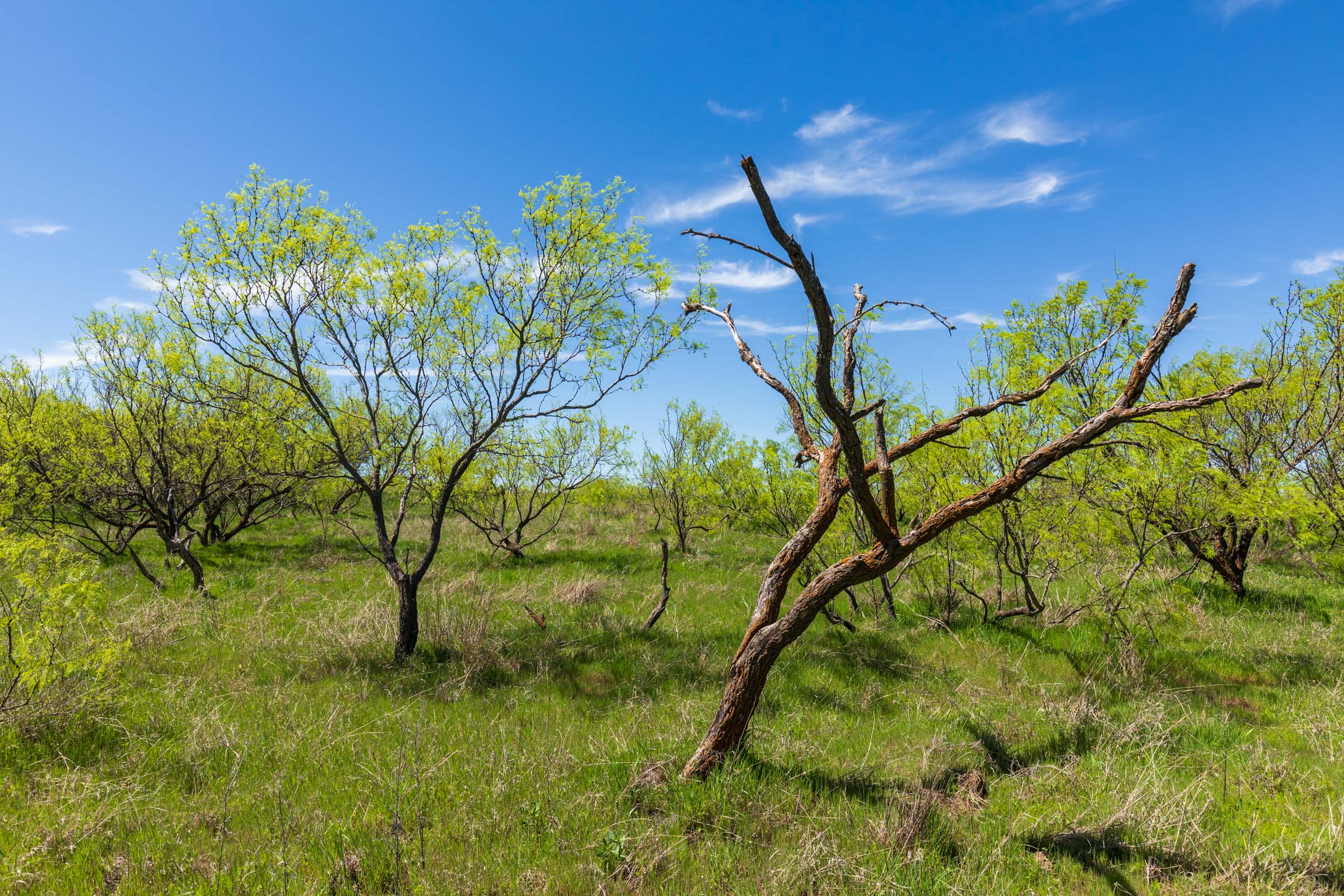 Tract 6 at Hackberry Fields in Greer County, Oklahoma